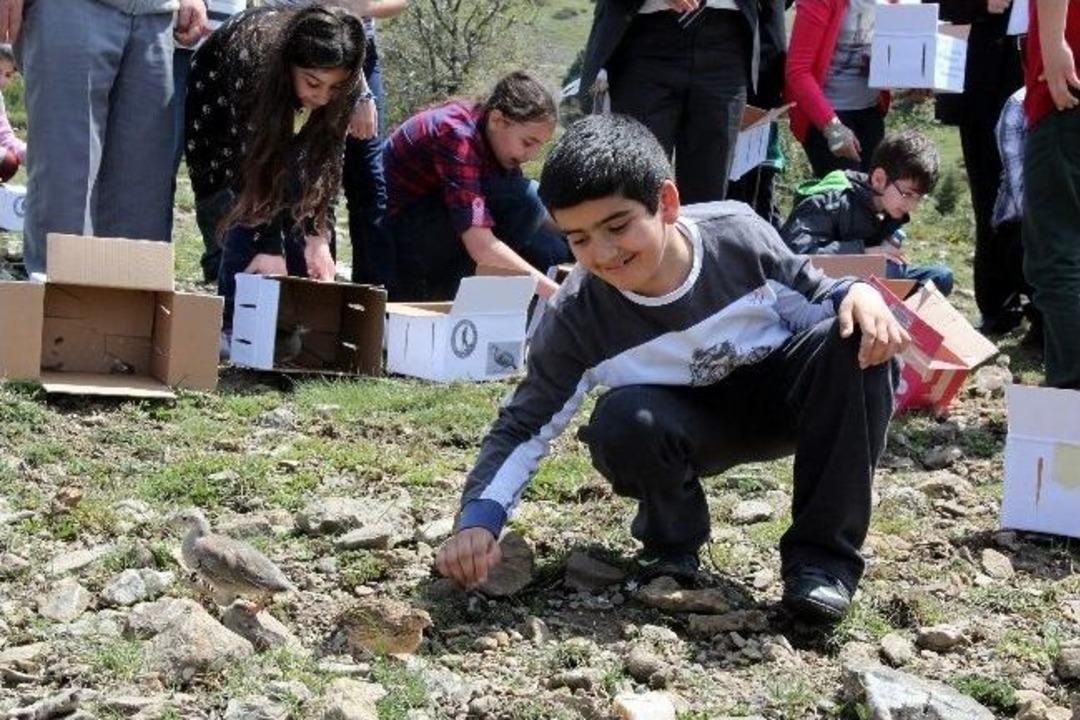 Okullu Keklikler Doğaya Bırakıldı