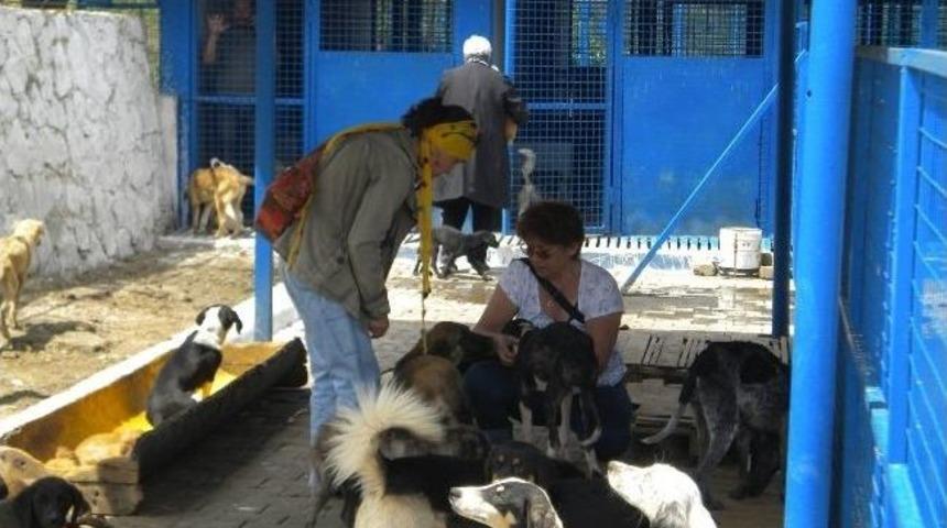 Milas'ta Hayvanseverlerden Sevgi Ve Yardım Ziyareti