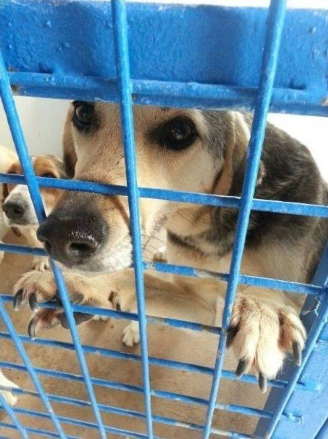 Milas ta Hayvanseverlerden Sevgi Ve Yardım Ziyareti 1