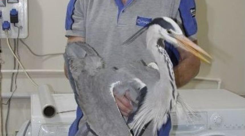 Yaralı Balık&ccedil;ıl Kuşuna Sahip &Ccedil;ıktı