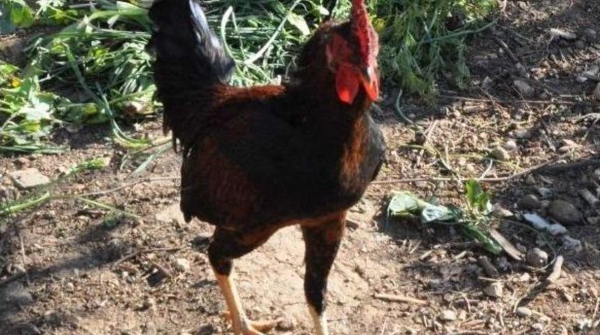 (&ouml;zel Haber) 'anne' Diyen Horoz Kesilmekten Kurtuldu