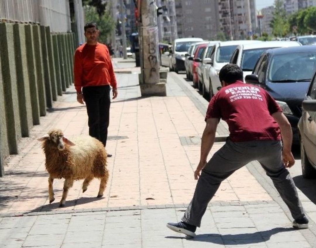 (&ouml;zel Haber) Adaklık Koyun Ka&ccedil;tı, Kebap&ccedil;ı Yakaladı