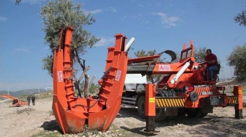 Toroslar Belediyesi'nden Ağa&ccedil;ları Koruyan &Ouml;rnek &Ccedil;alışma