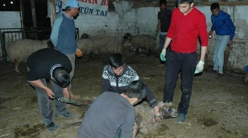 Toprakla Kapatılan &Ccedil;&ouml;pl&uuml;kten Ge&ccedil;en &Ccedil;oban Ve Koyunların Ayakları Yandı