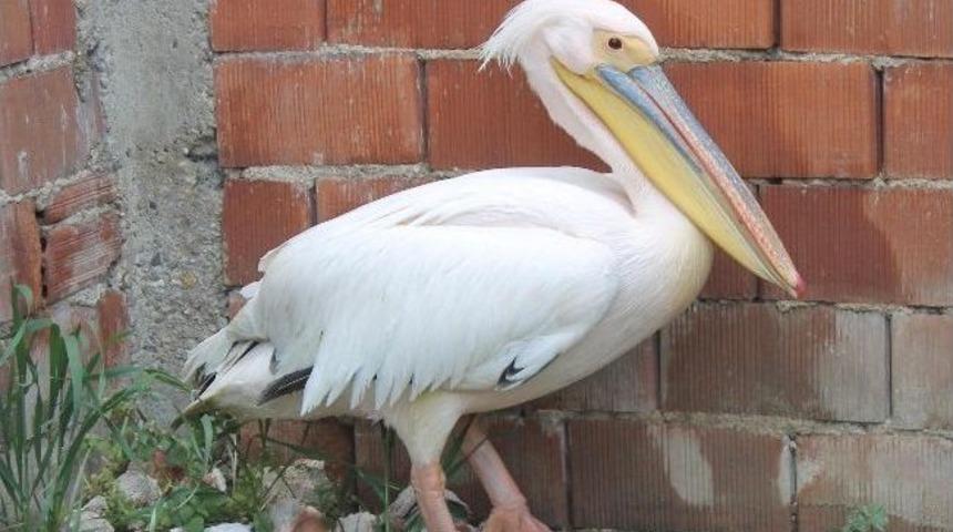 Kanadı Kırık Pelikana Belediye Sahip &Ccedil;ıktı