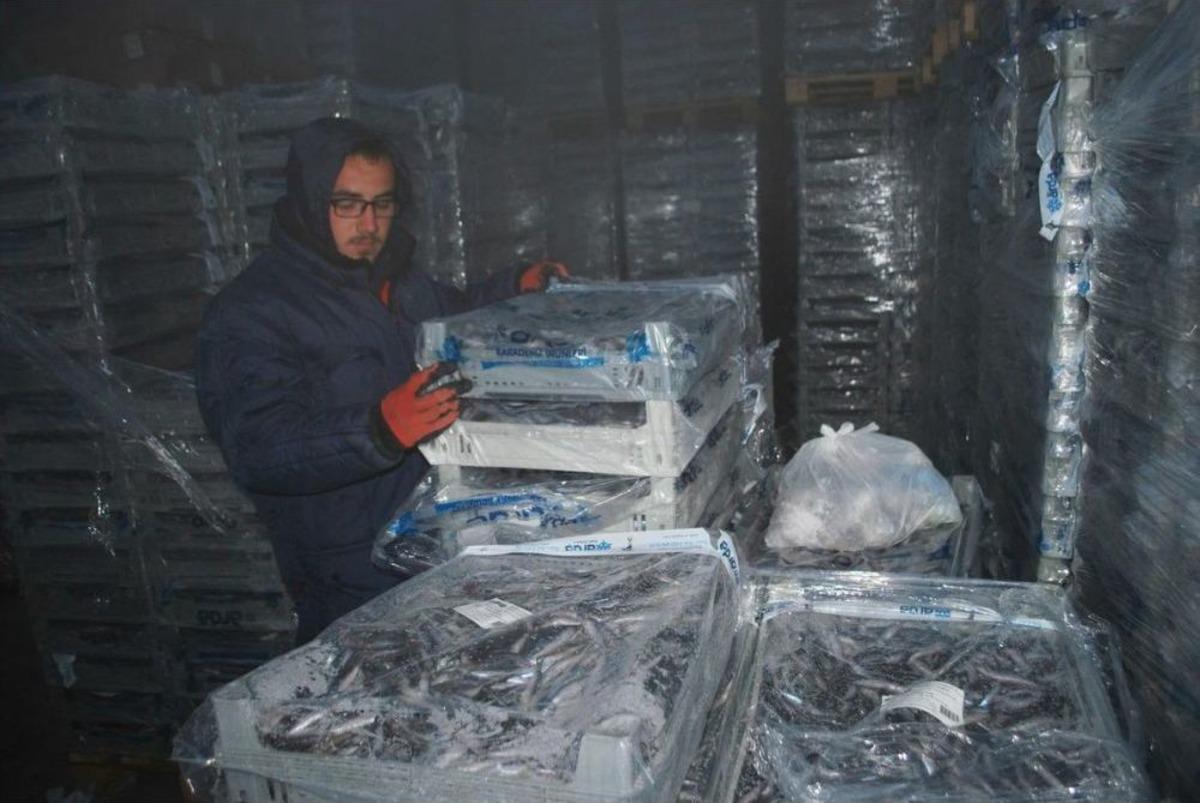 Dondurulmuş Hamsiler Tezgaha Girmeyi Bekliyor