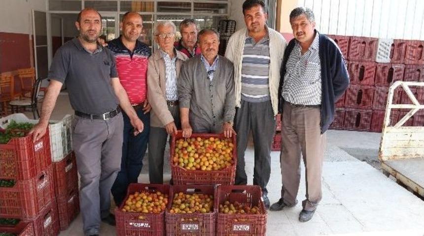 Kayısı &Uuml;reticinin Y&uuml;z&uuml;n&uuml; G&uuml;ld&uuml;rd&uuml;