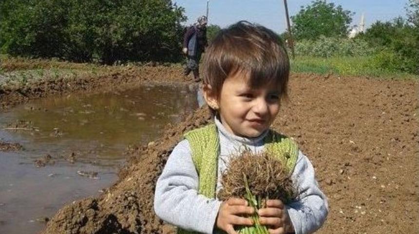 Bah&ccedil;eciler, &ldquo;şitil&rdquo; Ekmeye Başladı