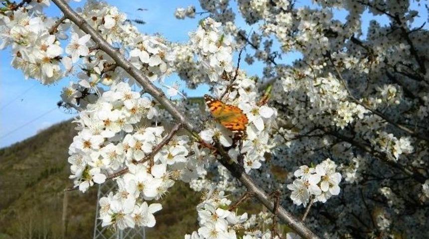 Posof&rsquo;ta Bahar, Ulgar'da Kar