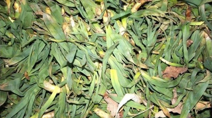 Baharın M&uuml;jdecisi &Ccedil;iriş Rağbet G&ouml;r&uuml;yor