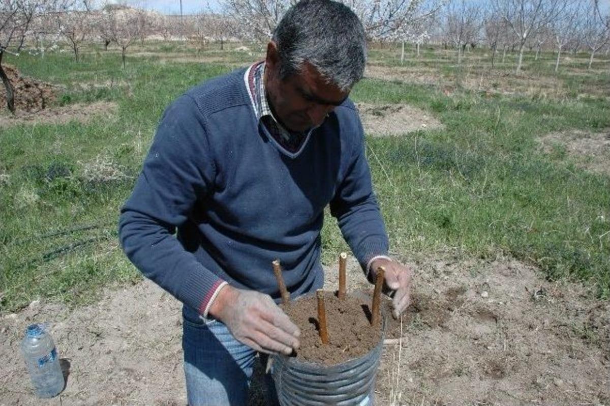 D&uuml;nyaca &Uuml;nl&uuml; Adilcevaz Cevizine İlk Defa Aşı Uygulandı