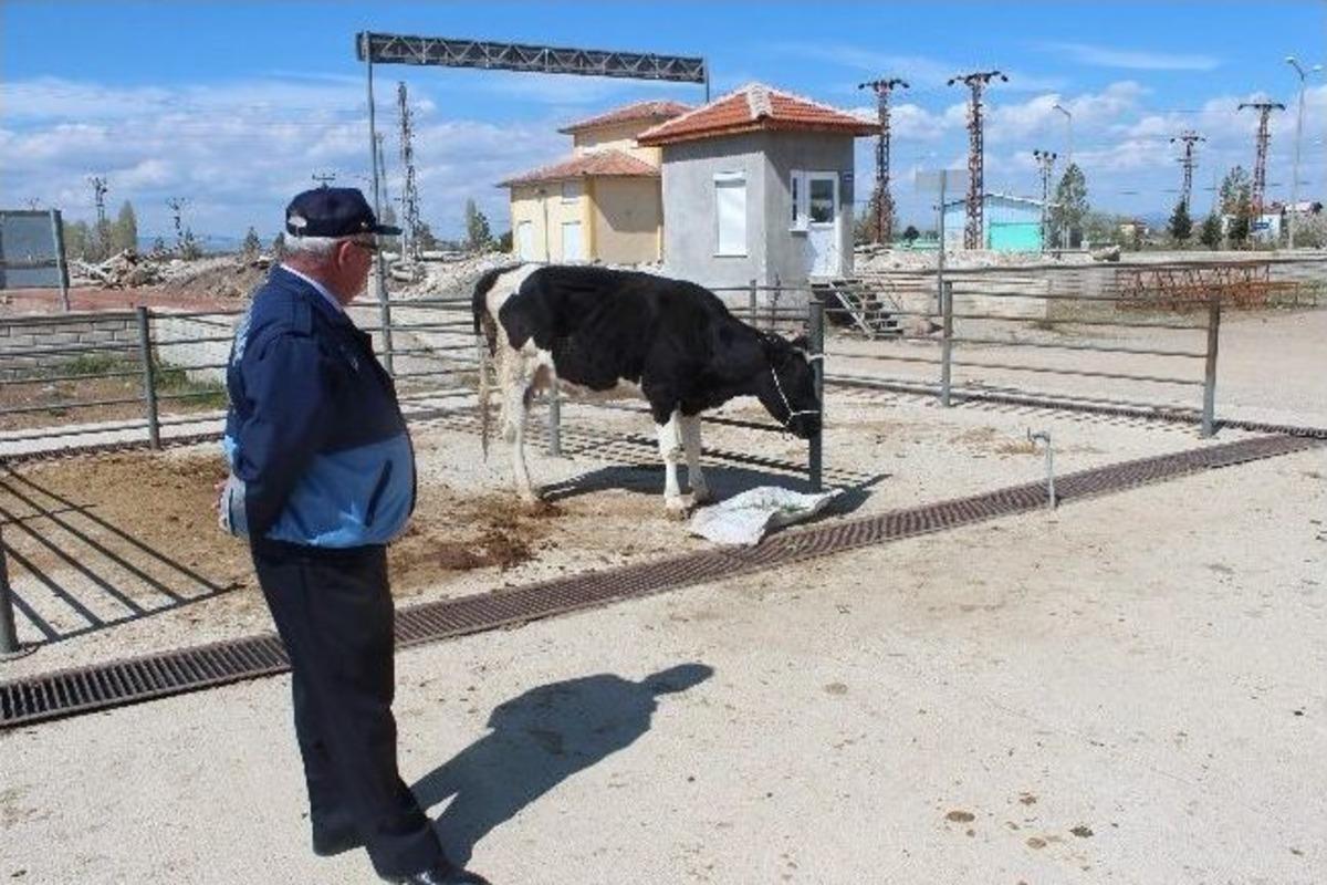 Zabıta, D&uuml;venin Sahibini Bulmak İ&ccedil;in Seferber Oldu