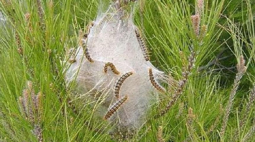 Korkuteli&rsquo;nde &Ccedil;am Kese Sorunu Yaşanmıyor
