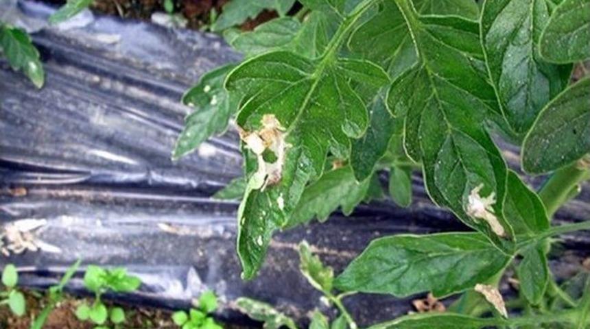 &lsquo;tuta Kelebeği&rsquo; Domates Tarlalarını Tehdit Ediyor