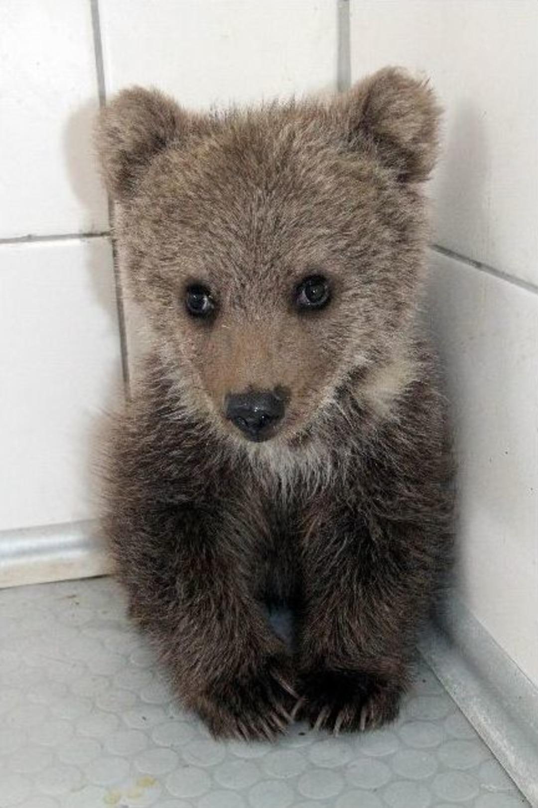 (&ouml;zel Haber) K&ouml;pek Vahşetinden Kurtulan Yavru Ayıya 5 Yıldızlı Terapi