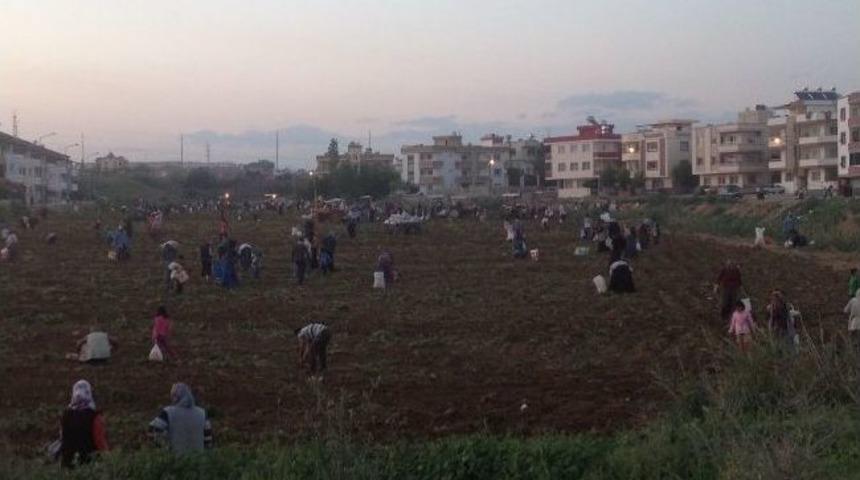 Dar Gelirli Ailelerin Hasat Sonrası Başak Bayramı