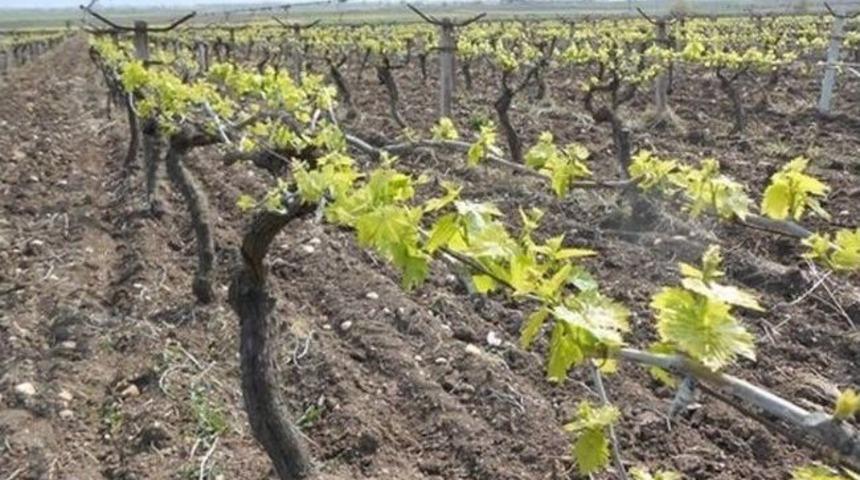 Şehzadeler&rsquo;de Yeşil Budama Eğitimlerine Devam Ediyor