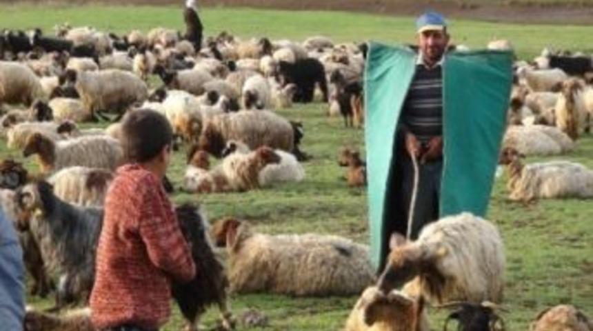 İzmir'in Sigortalı &Ccedil;obanları Geliyor