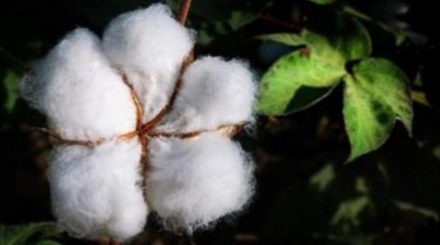 Pamuğun Tekstile Yolculuğunu Anlatan Sergi Şanlıurfa'da G&ouml;r&uuml;c&uuml;ye &Ccedil;ıkacak