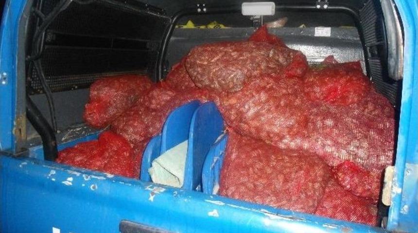 Jandarmadan Ka&ccedil;ak Midye Operasyonu