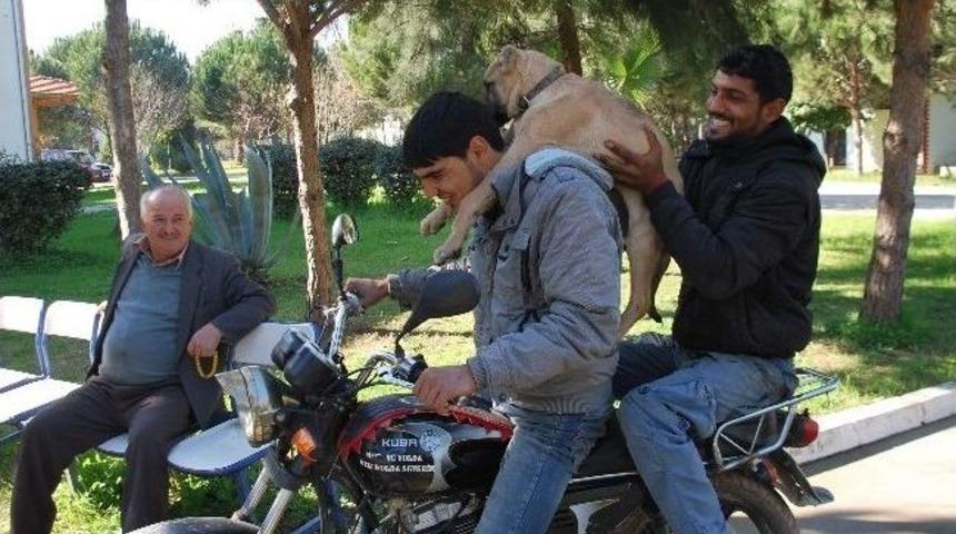 Hastalanan Köpeğini Sırtında Profesöre Götüren Gençler Görenleri Şaşırttı