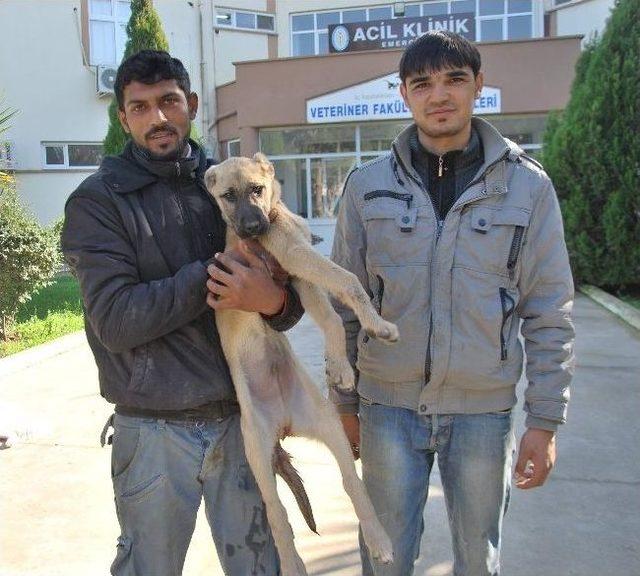 Hastalanan Köpeğini Sırtında Profesöre Götüren Gençler Görenleri Şaşırttı