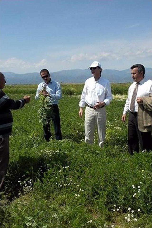 Nazilli’de ‘hilal Arpa Ve Diğer Yem Bitkisi Türlerinin Tanıtımı’ Tarla Günü İle Yapıldı 1