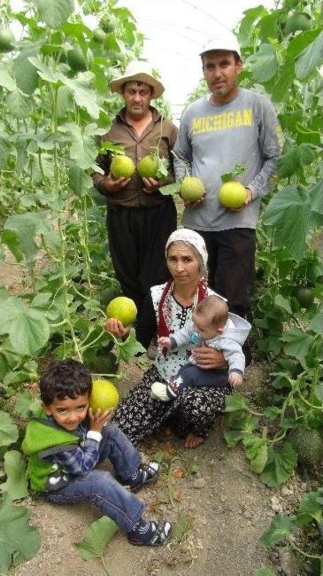 (özel Haber) Türkiye’nin İlk Kavun Hasadı Silifke'de Başladı