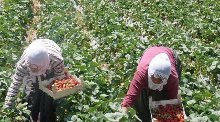 Eker Destek Verdi &Ccedil;ilek &Uuml;retimi Y&uuml;z G&uuml;ld&uuml;rd&uuml;