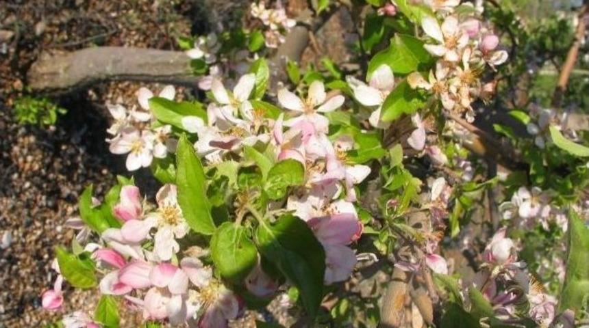 Nisan Yağmurları &Ccedil;ift&ccedil;inin Y&uuml;z&uuml;n&uuml; G&uuml;ld&uuml;rd&uuml;