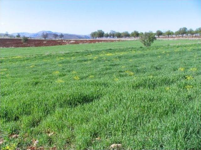 Nisan Yağmurları &Ccedil;ift&ccedil;inin Y&uuml;z&uuml;n&uuml; G&uuml;ld&uuml;rd&uuml; 2