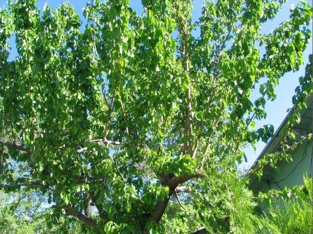 Nisan Yağmurları &Ccedil;ift&ccedil;inin Y&uuml;z&uuml;n&uuml; G&uuml;ld&uuml;rd&uuml; 3