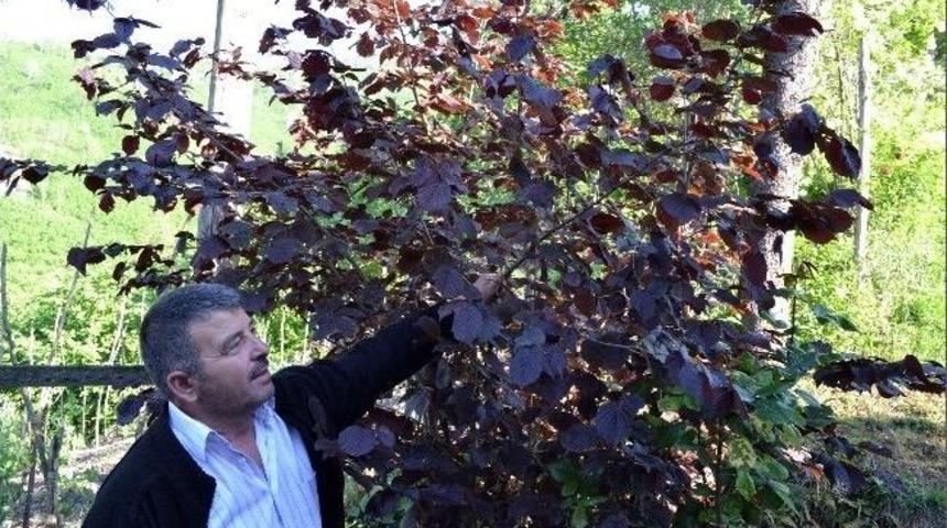 Kırmızı Yapraklı Fındık Ocağı Şaşırtıyor