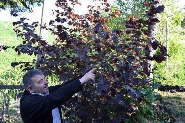 Kırmızı Yapraklı Fındık Ocağı Şaşırtıyor