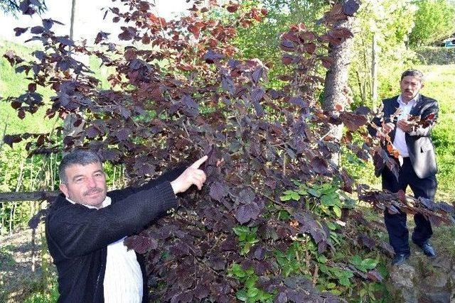 Kırmızı Yapraklı Fındık Ocağı Şaşırtıyor