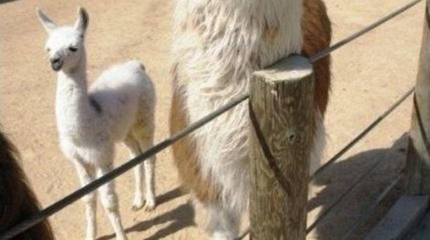 Darıca Hayvanat Bah&ccedil;esi&rsquo;nin Yeni Bebeği S&uuml;sl&uuml;