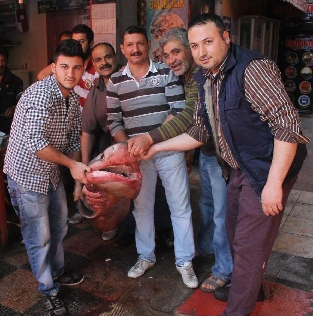 Dev K&ouml;pek Balığı Oltaya Takıldı