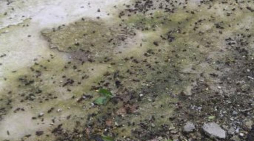 Yanlış ila&ccedil;lama binlerce arının &ouml;l&uuml;m&uuml;ne sebep oldu