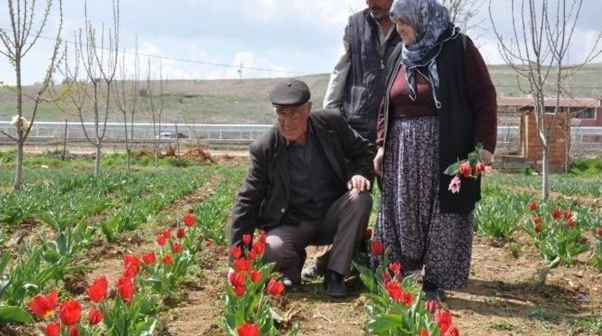 Sincan&rsquo;da Lale &Uuml;retimi Her Ge&ccedil;en Yıl Artıyor