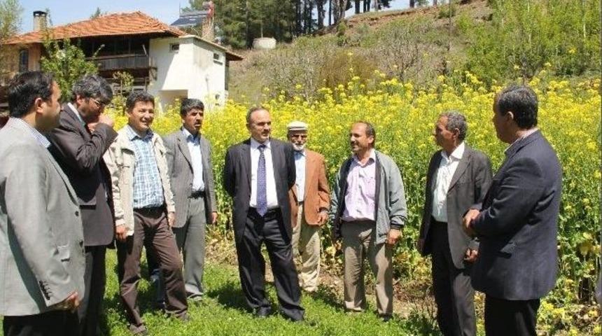 Muğla&rsquo;da Yem Şalgamı Projesinde Hedef Ulaşıldı