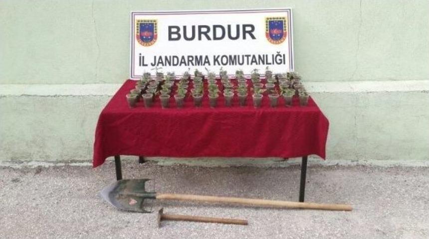 Burdur'da 83 K&ouml;k Kenevir Ele Ge&ccedil;irildi