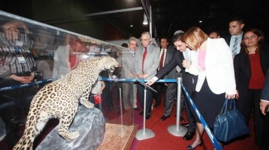 Kocaeli &Ccedil;ocuk Fuarında Anadolu Leoparı&rsquo;na Yoğun İlgi