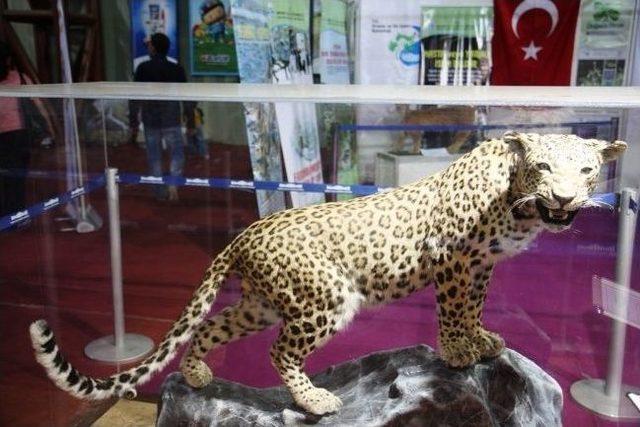 Kocaeli Çocuk Fuarında Anadolu Leoparı’na Yoğun İlgi