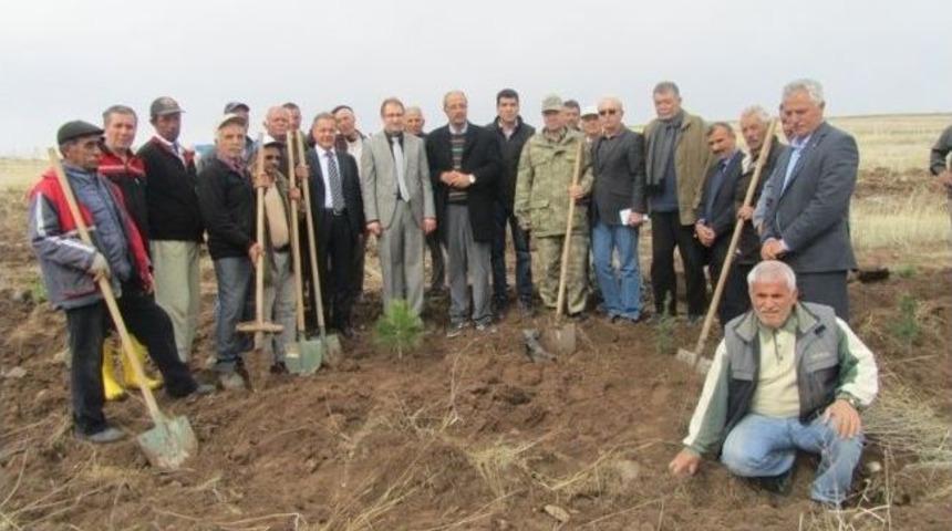 Kuluncak'ta Fidan Dikimi