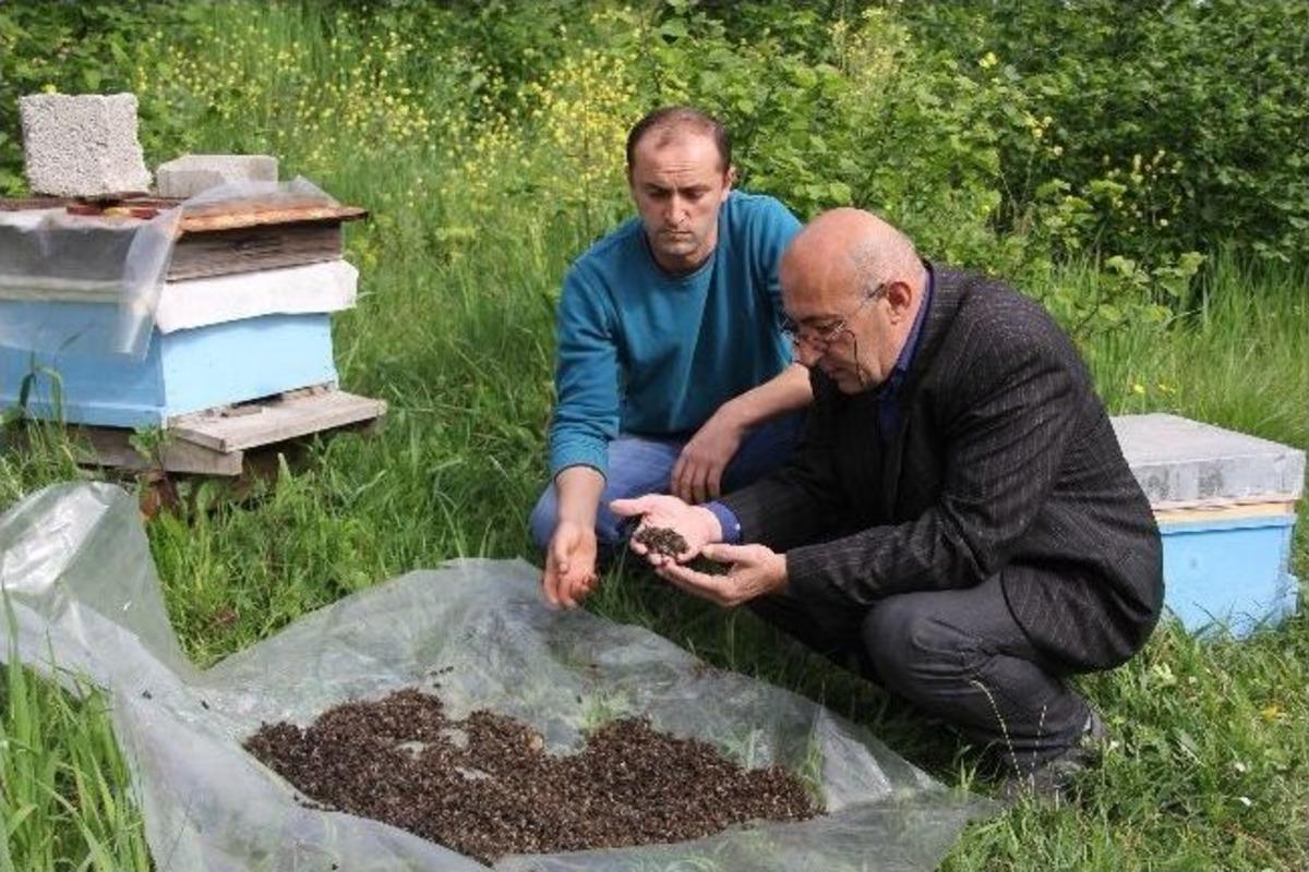 (&ouml;zel Haber) Zonguldak'ta B&ouml;cek İlacı Binlerce Arıyı Telef Etti İddiası