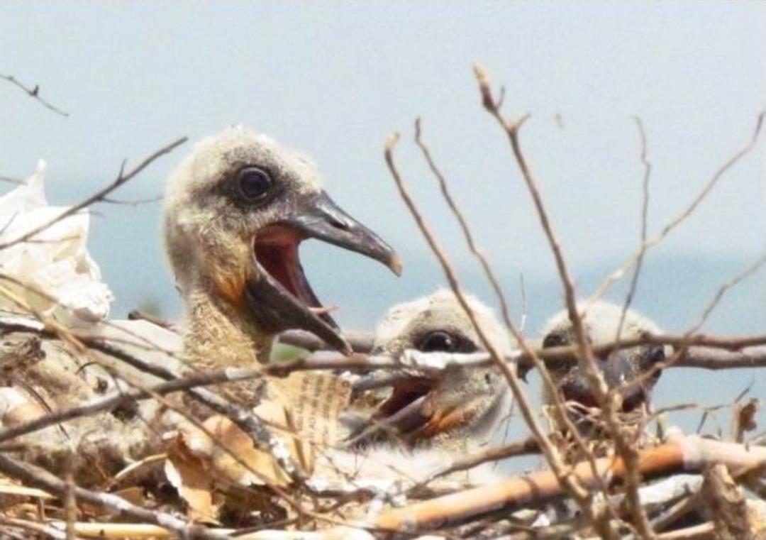 İlk Yavru Leylekler G&ouml;lbent&rsquo;ten