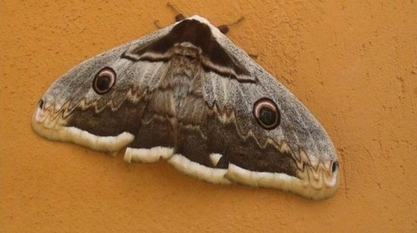 Allah’ın Yaratma Sanatının Tecellisi