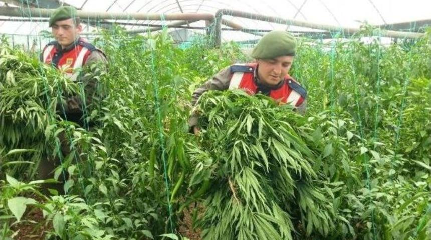 Jandarmadan Kenevir Operasyonu