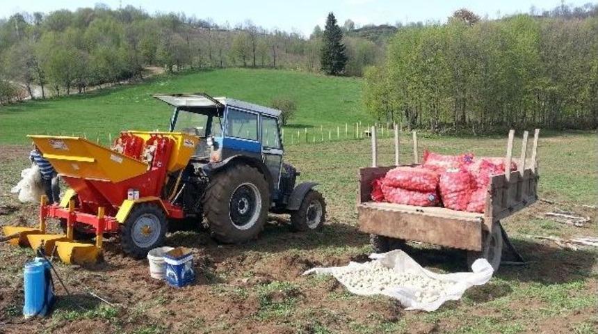 Makineli Patates Ekimi Başladı