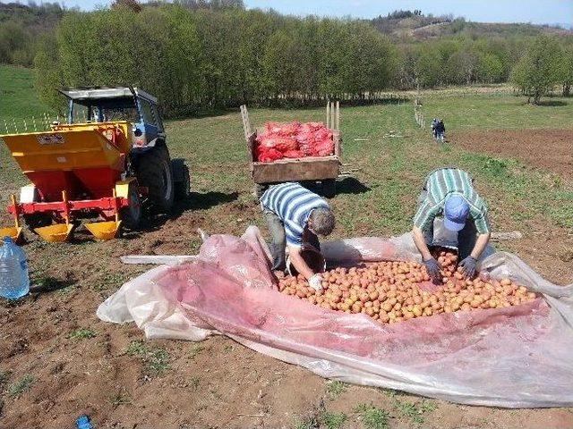 Makineli Patates Ekimi Başladı